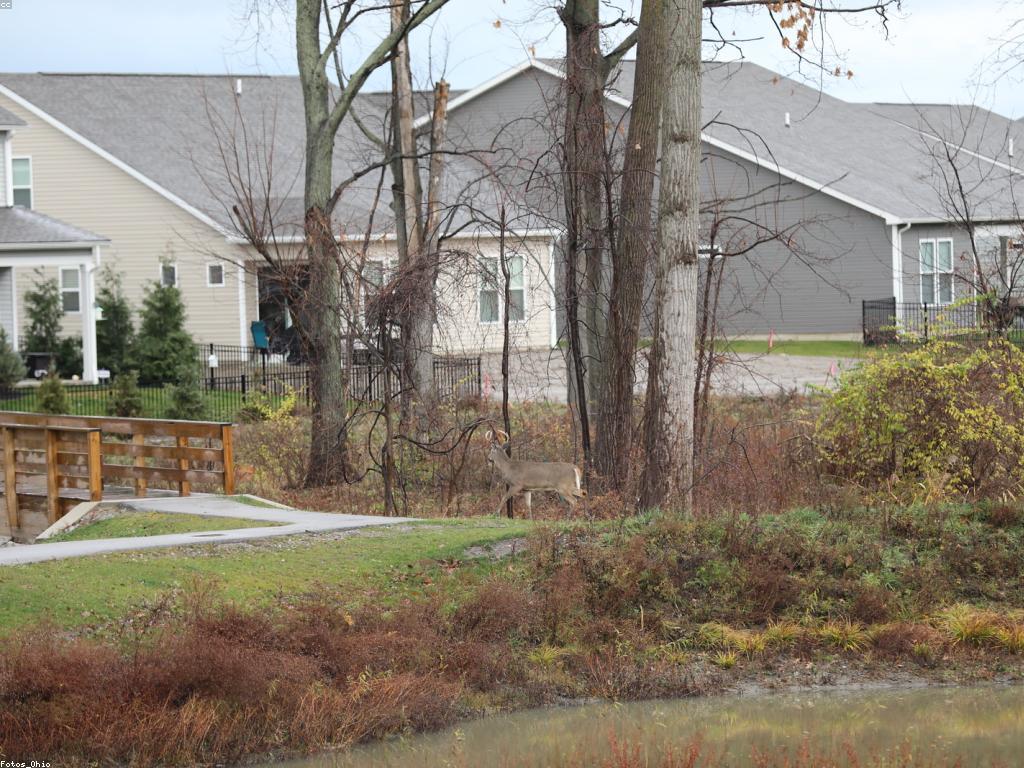 ល្បែងសុីសុី: ការបកស្រាយដ៏ជ្រាលជ្រៅនៃគំនិតនិងការលេង